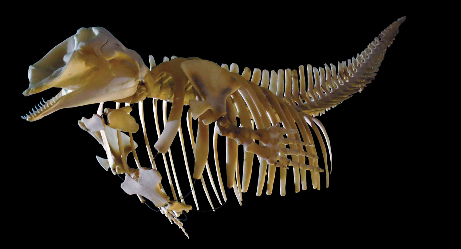 Squelette de cachalot nain au Musée national de la science de Tokyo, parc Ueno
