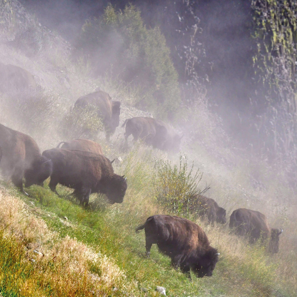 Bisons américains en pleine charge, parc national du Yellowstone (cliché L. Lamsa/CC)