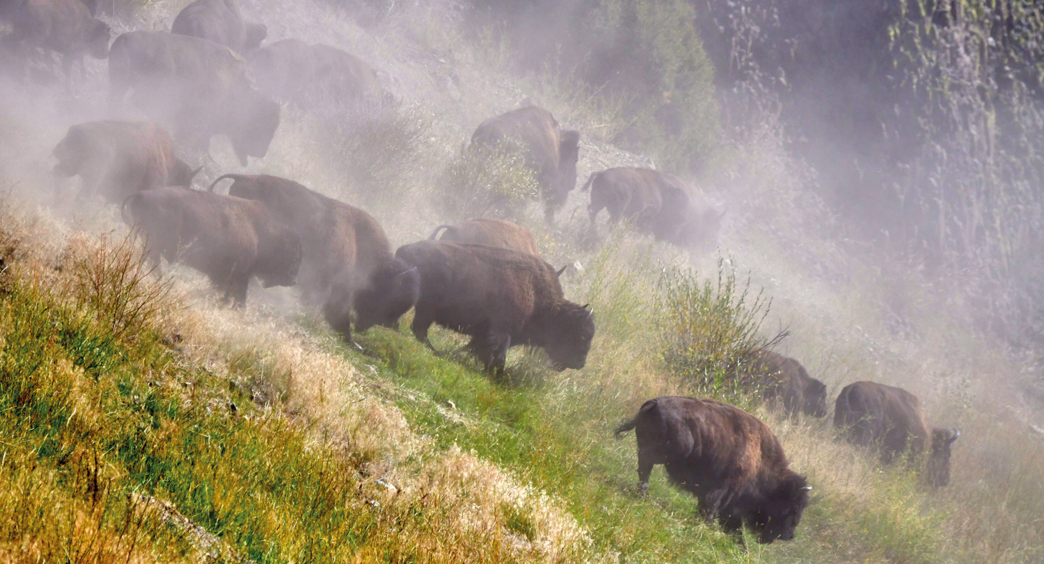 Troupeau de bison en charge, parc national du Yellowstone, USA (cliché L. Lamsa/CC).