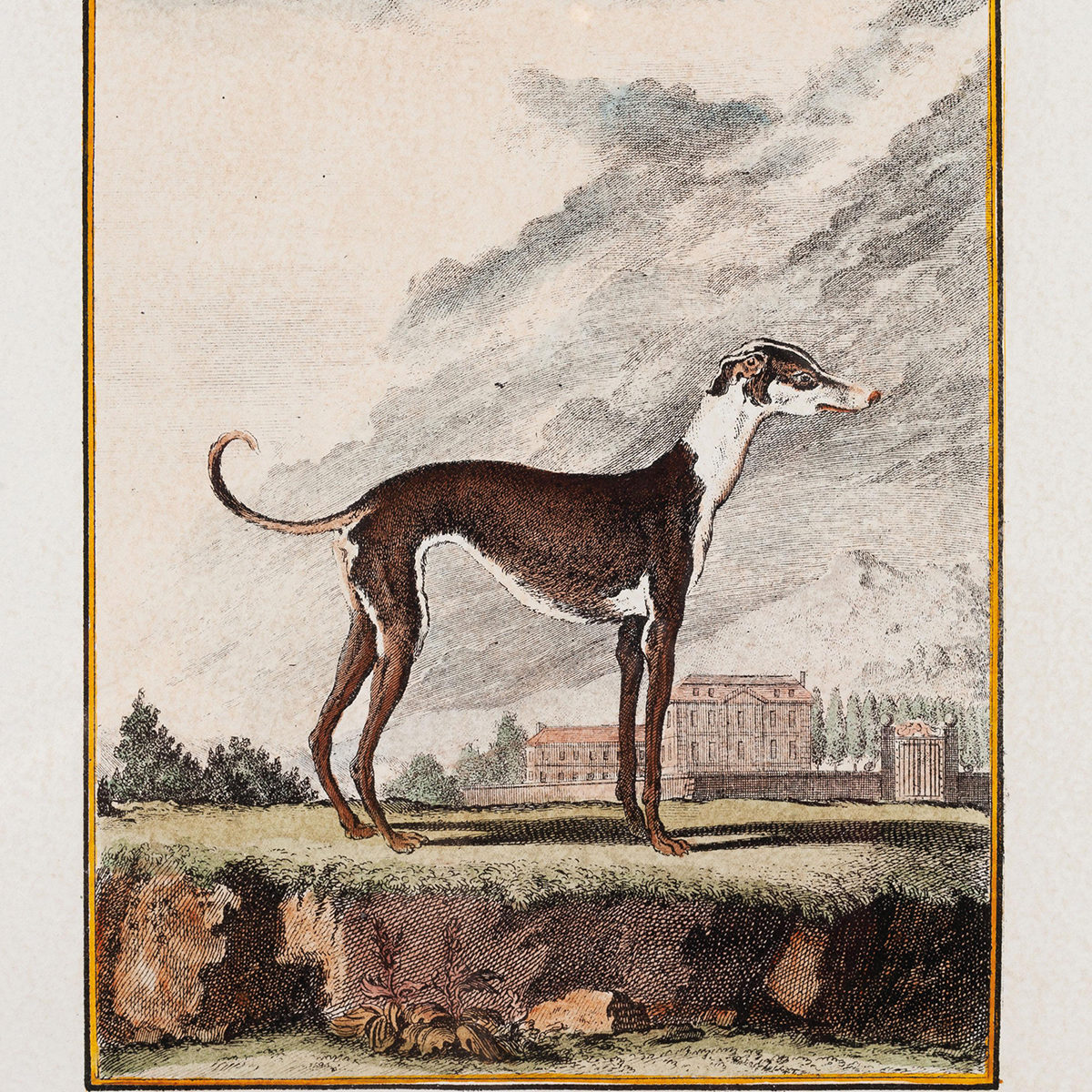 Lévrier greyhound (dans Histoire naturelle de Buffon)