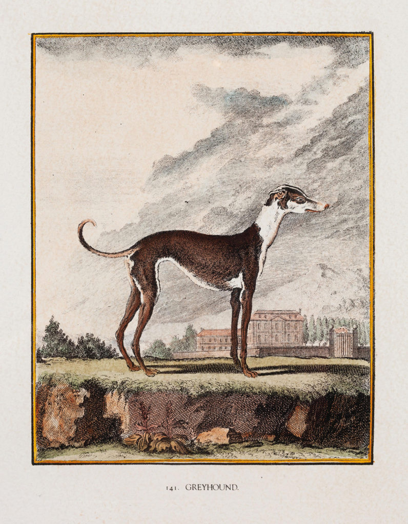 Lévrier greyhound (dans Histoire naturelle de Buffon)