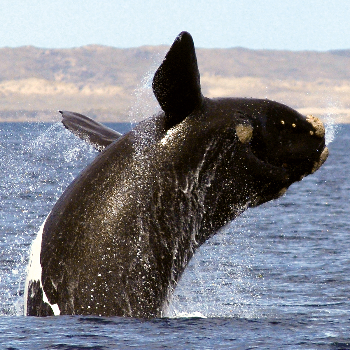 Une baleine franche australe (Eubalaena australis) effectuant un “vrai” saut dans les eaux côtières de la péninsule de Valdès, en Argentine