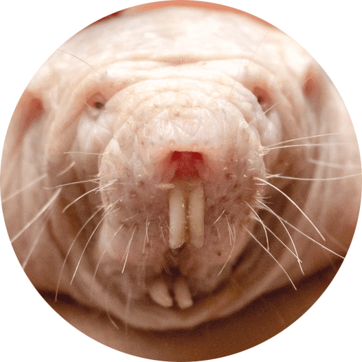 Édito 56 rat taupe nu