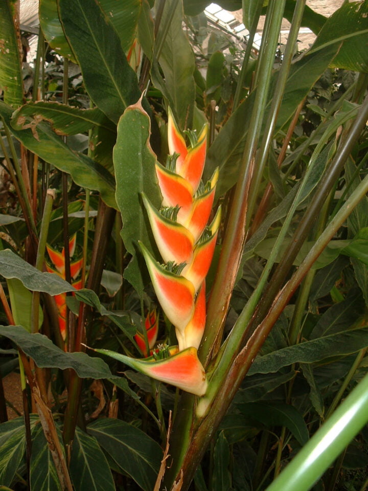 heliconia