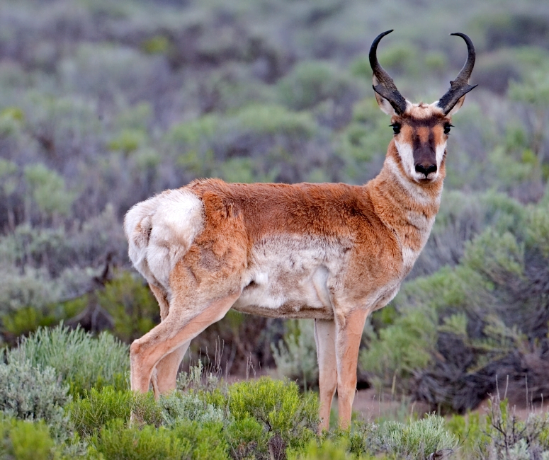 L’antilope pronghorn