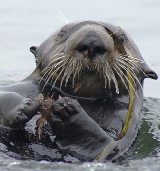 Loutre marine qui mange un crabe