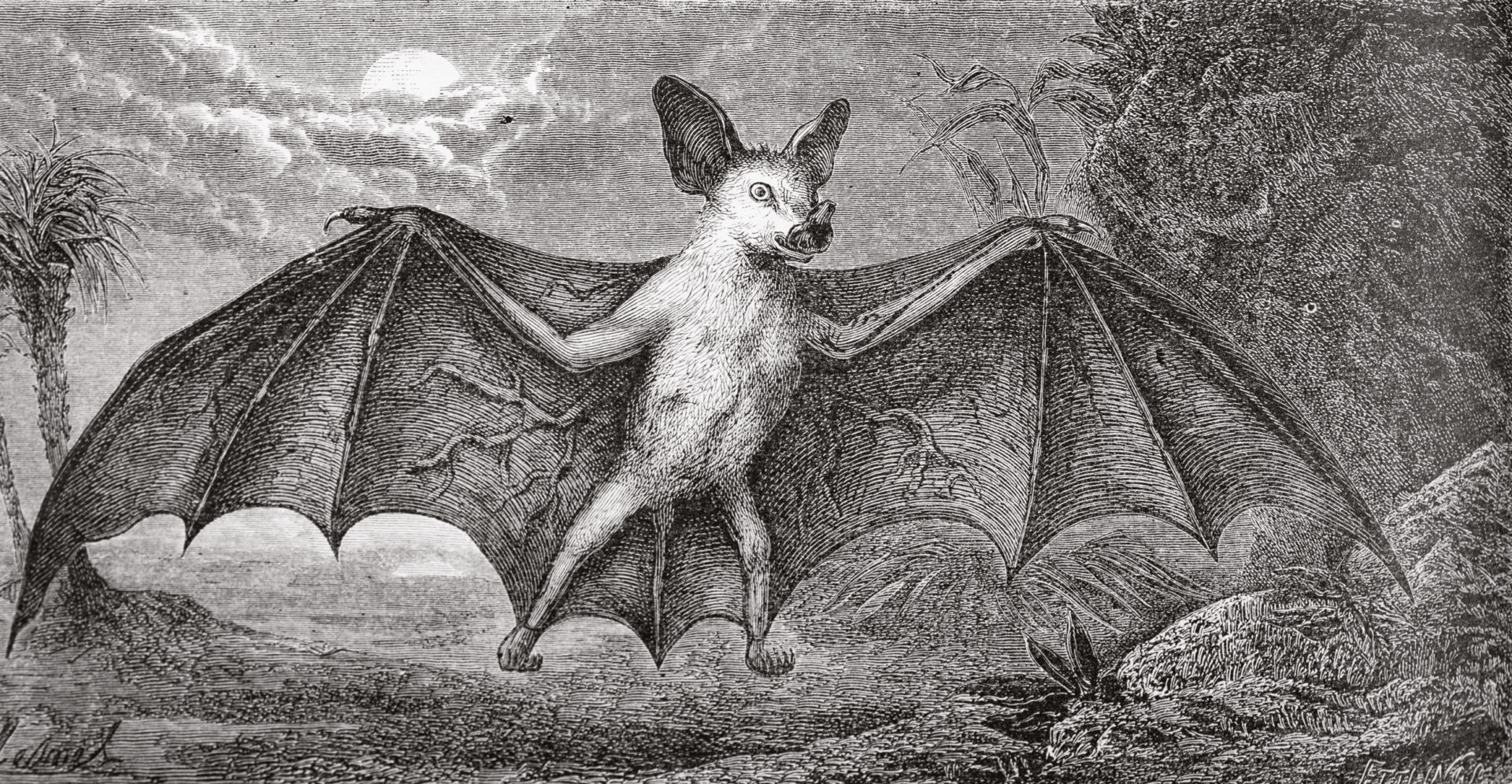 Illustration ancienne représentant Desmodus rotundus, la chauve-souris vampire