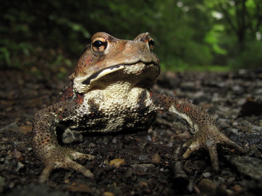 Le crapaud japonais Bufo japonicus