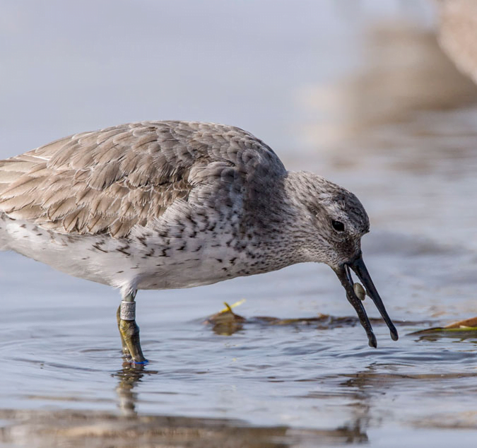 Bécasseau maubèche