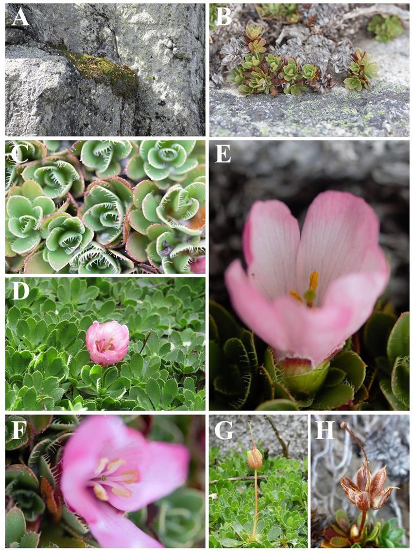 Photos de fleurs andines