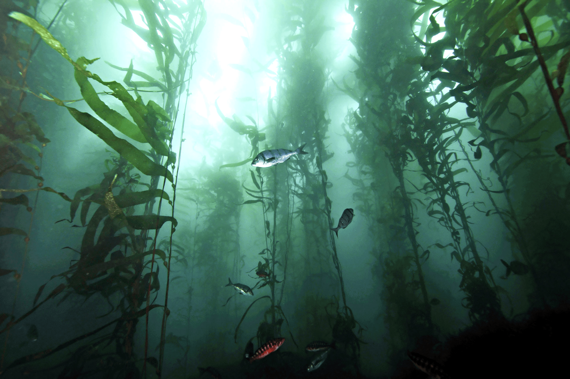 Forêt de Macrocystis pyrifera