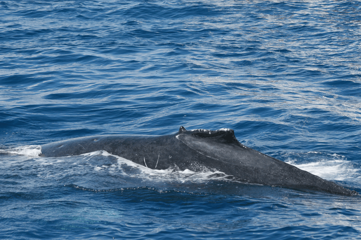 Une baleine à bosse avec une nageoire dorsale déformée