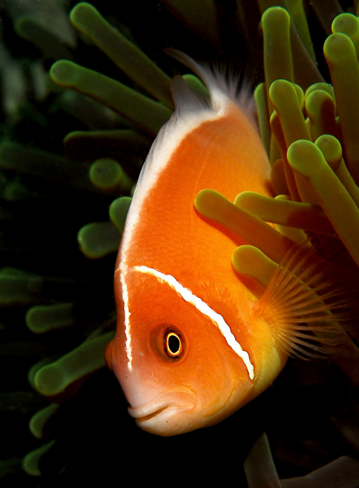poisson clown dans son anémone