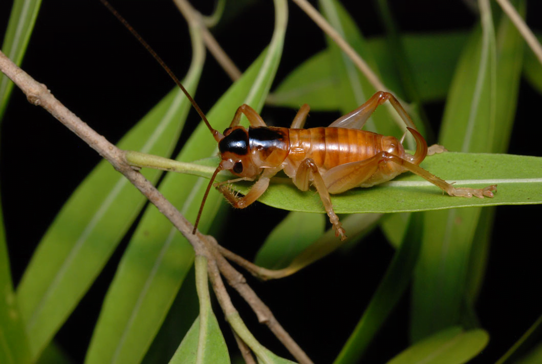 Glomeremus orchidophilus