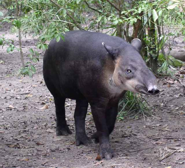 Tapir de Baird