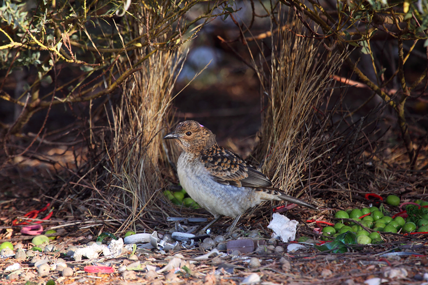Un mâle de jardinier maculé Chlamydera maculata devant son berceau (Wikimedia Commons)