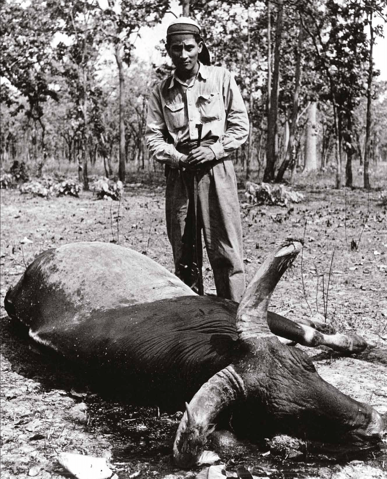 Un homme pose à côté d'un kouprey qu'il vient de chasser.
