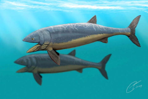 leedsichytich problematicus