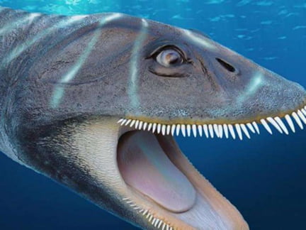 morturneria seymourensis