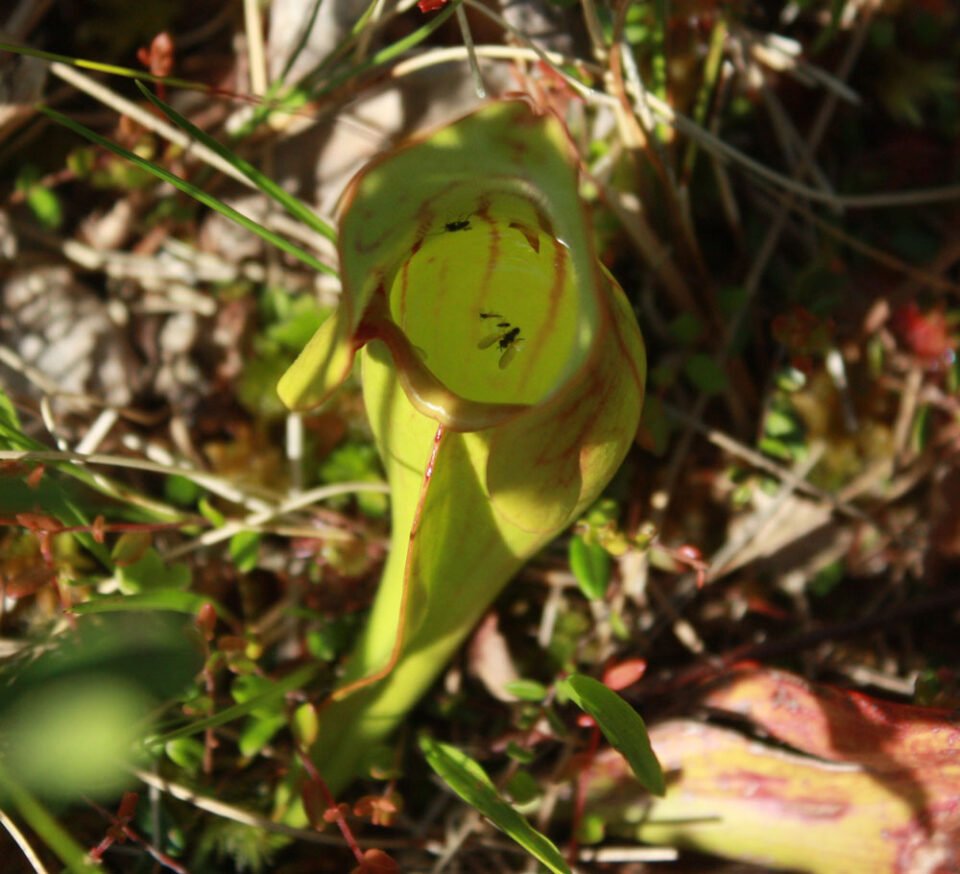 sarracenia purpurea