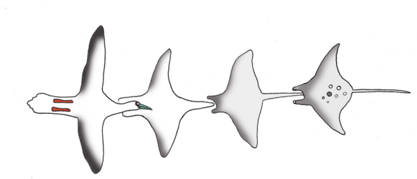 transformation oiseau en raie